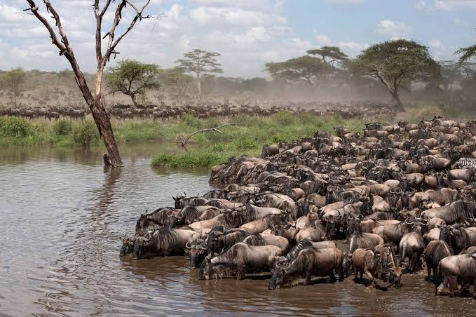 The Great Wildebeest Migration 2026: Nature's Greatest Show is Arriving in Kenya