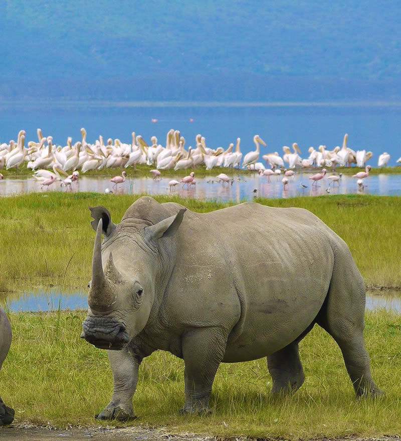 Lake Nakuru National Park