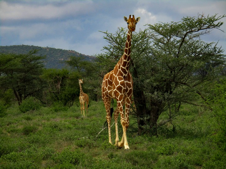 Samburu National Park