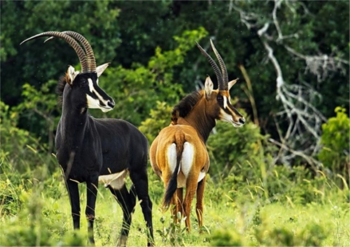 Shimba Hills National Reserve