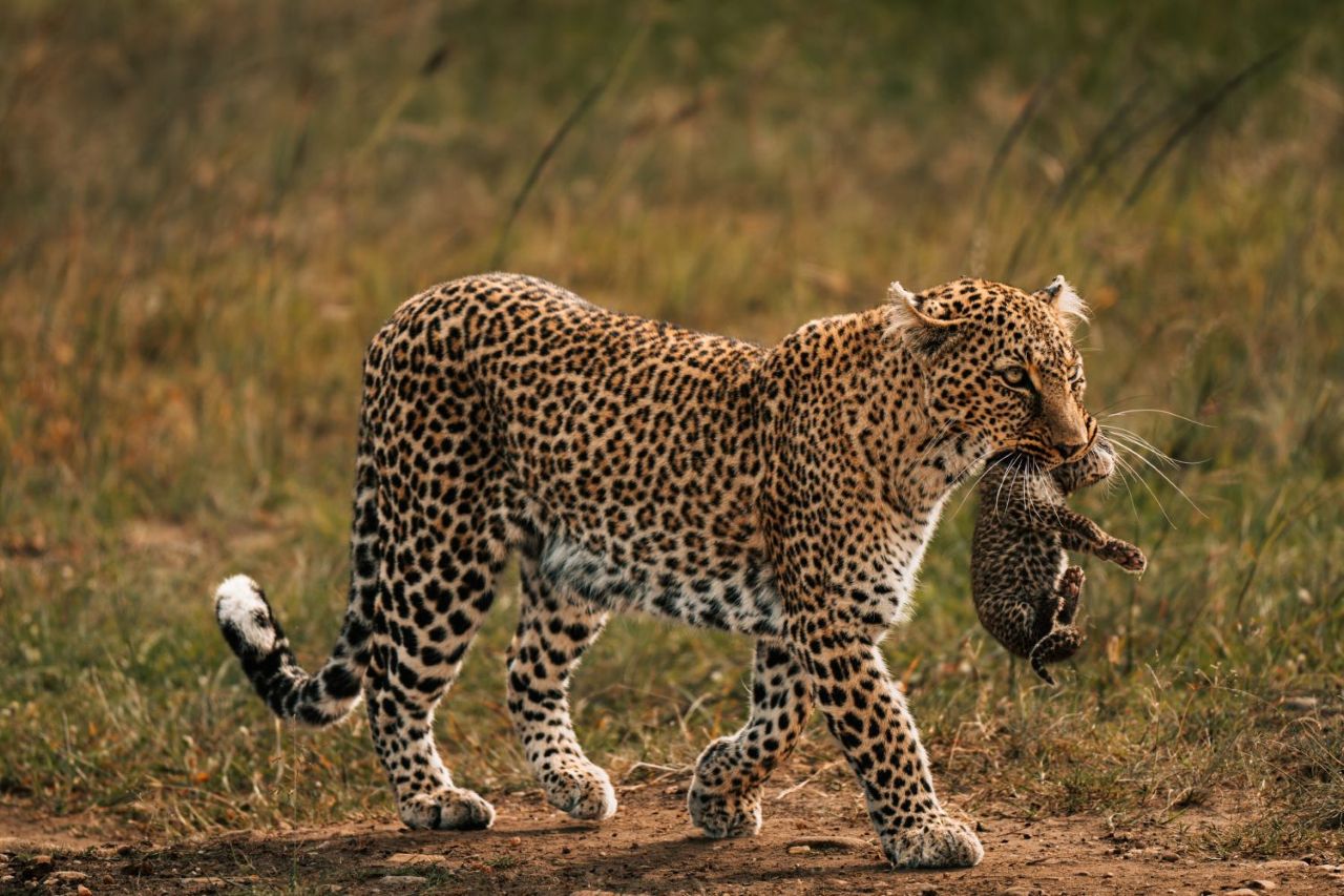 Tsavo West National Park