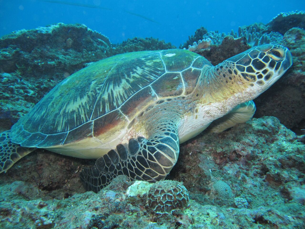 Watamu Marine Nationa Park