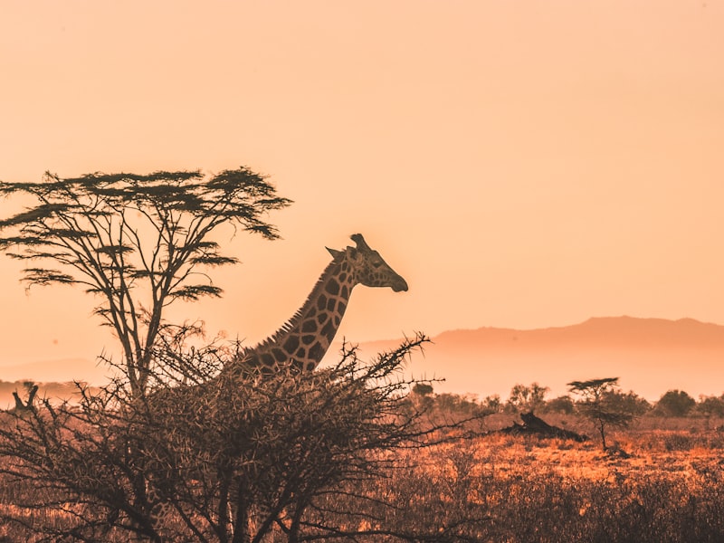 Serengeti