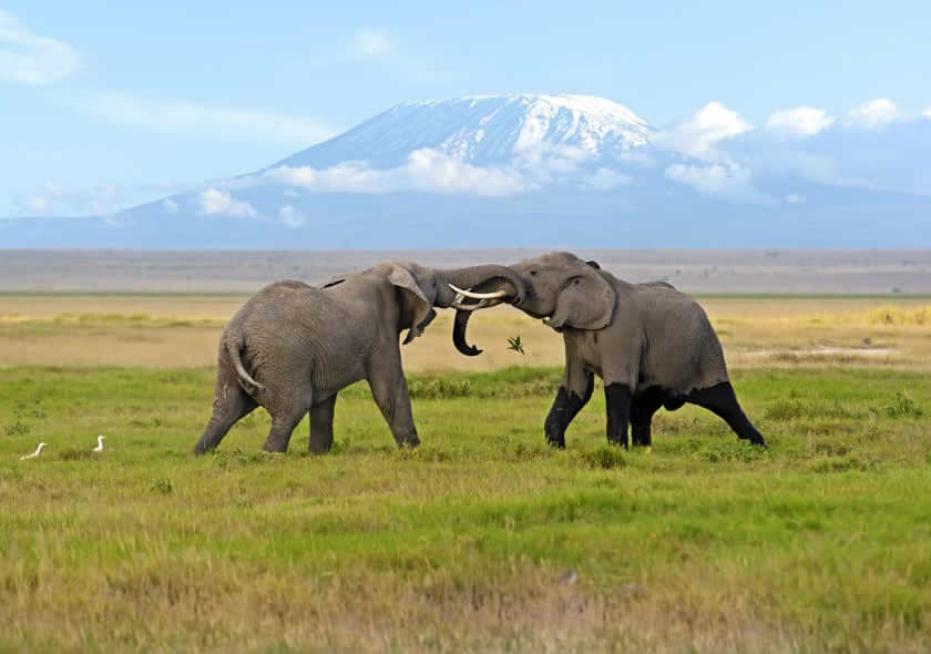 12 Days Kenya & Tanzania Combined Safari
