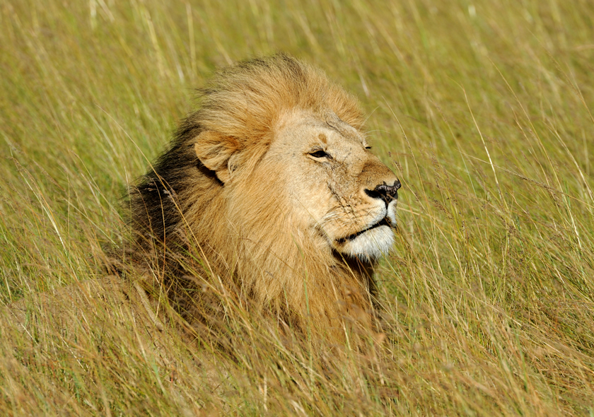 15 Days Kenya Bush and Beach Safari