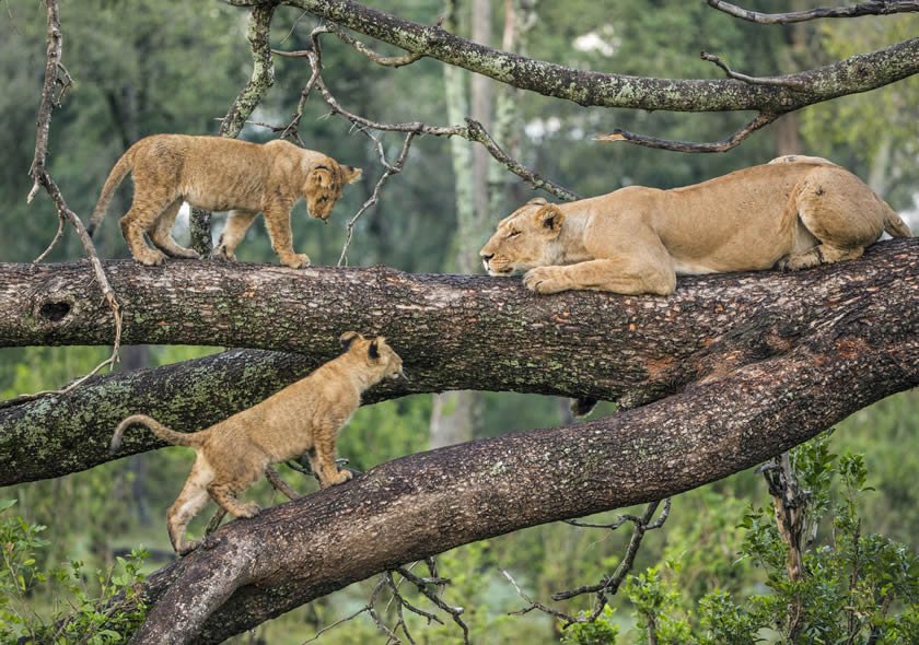 16 Days Kenya & Tanzania Combined Safari