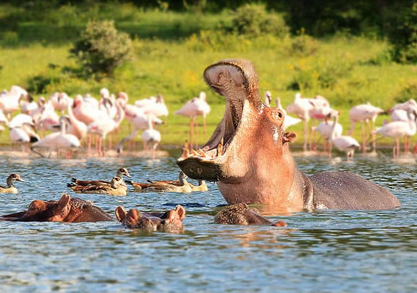 5 Days Nakuru, Masai Mara & Lake Naivasha