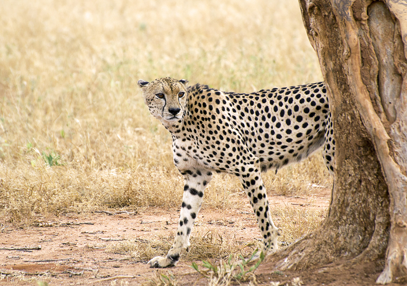 5 Days Taste of South Kenya Safari