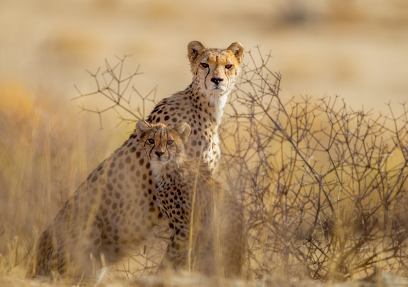 8 Days Authentic Wildlife Tour