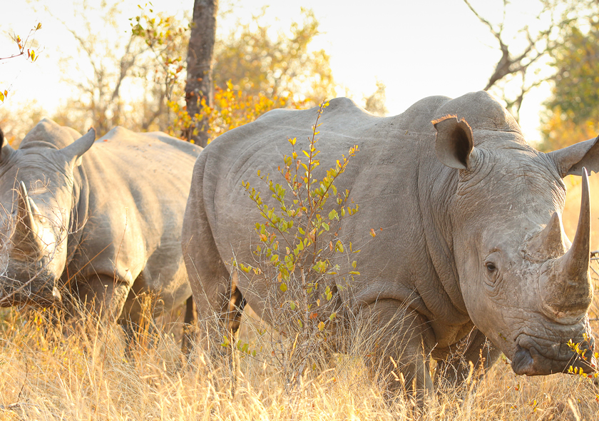 9 Days Kenya Wildlife Safari